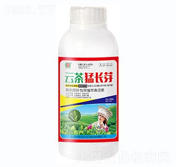 云茶猛長(zhǎng)芽瓶-金田豐