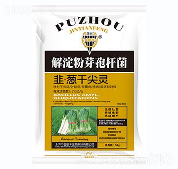 韭蔥干尖靈-金田豐