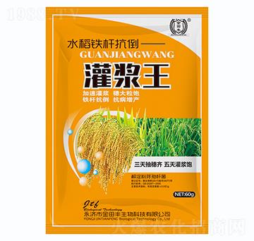 水稻鐵桿抗倒-灌漿王-金田豐