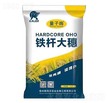 鐵桿大穗-愷樂(lè)農(nóng)業(yè)