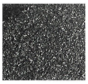 ��ֲ�ḯ�-��W�Ƽ�