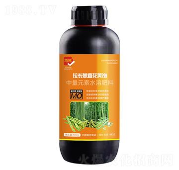 拉長(zhǎng)嫩直花莢飽-鴻鳴