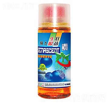 強力生根壯苗-億佳豐