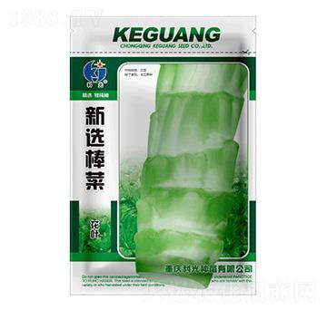 新選棒菜-科光種苗