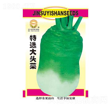 特選大頭菜-太樂(lè)種業(yè)