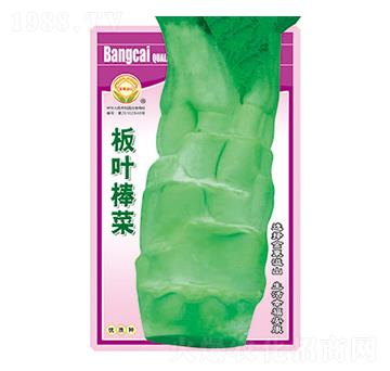 棒菜種子-板葉棒菜-太樂種業(yè)