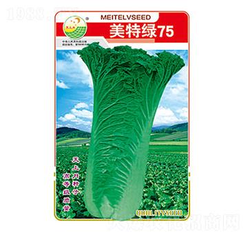 白菜種子-美特綠75-太樂(lè)種業(yè)