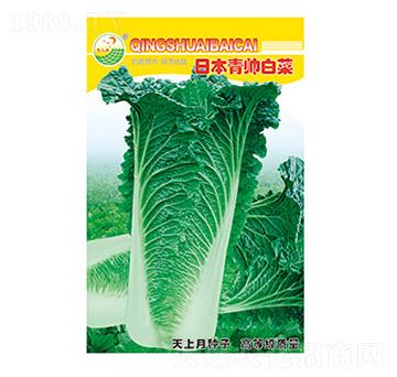 白菜種子-日本青帥白菜-太樂(lè)種業(yè)