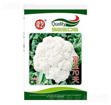 花菜種子-富玉70天-邯豐農(nóng)業(yè)