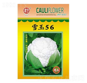 花菜種子-雪玉56-邯豐農(nóng)業(yè)