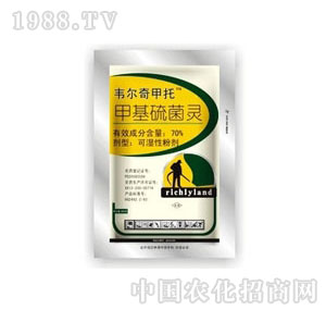 ����-����WP